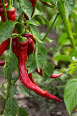 Ripe red hot peppers grow on a bush in a vegetable garden. Fresh vegetables, agriculture