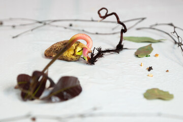 mango sprout with roots and seed