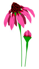 Pink cone flower with bud vector flat isolated colorful illustration