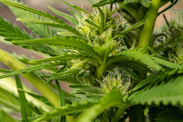 Obraz premium Detail of cannabis cola with visible hairs and leaves on flowering stage outdoors