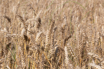 Field of wheat in Brittany