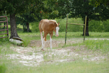 Colt horse on the move through summer field.