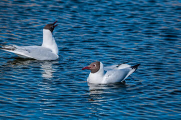 Black-headed Gulls (Larus ridibundus) at colony, Moscow region, Russia