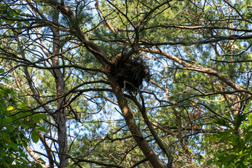 Bird's Nest in the trees
