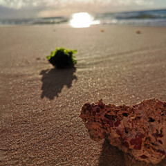 tree on the beach