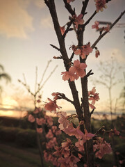 cherry blossom on sunset