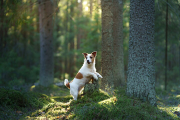 Naklejka na ściany i meble dog in the forest. Jack Russell Terrier . Tracking in nature. Pet resting
