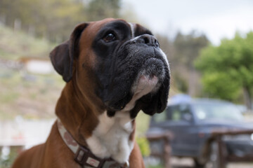 primo piano di un boxer fulvo