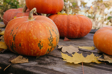 Happy Halloween, Thanksgiving. Pumpkin fruit with maple leaves on a wooden table, collecting the autumn harvest. Concept of tradition.