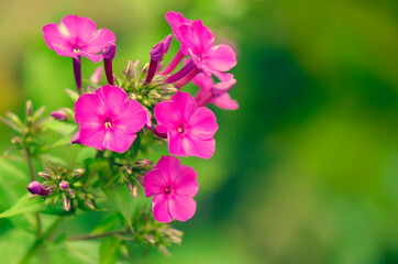 Fototapeta na wymiar Pink phlox flower, close-up. Beautiful natural background, copy-space.