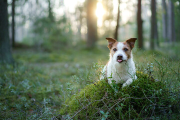 dog in the forest. Jack Russell Terrier . Tracking in nature. Pet resting