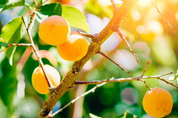 Ripe apricots on a branch in the sunlight. Natural background.