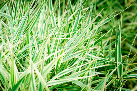 Green and white Phalaris arundinacea leaves, also known as reed canary grass and gardener's garters.
