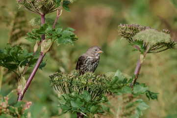Fox Sparrow (Passerella iliaca) at Chowiet Island, Semidi Islands, Alaska, USA