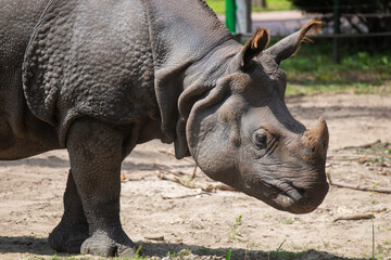 Obraz premium Rhino in a zoo