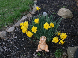 Obraz premium Daffodils in Bloom with Easter bunny 