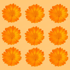 Pattern of orange medicinal herb Calendula flowers or Pot Marigold with a water drops on a orange background. Beautiful wallpaper or greeting card.