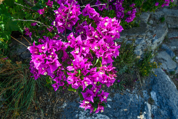 Close-up of a Bougainvillea in bloom, a genus of thorny ornamental vines, bushes, or trees whose inflorescence consists of large colorful sepals like bracts which surround simple waxy flowers, Italy