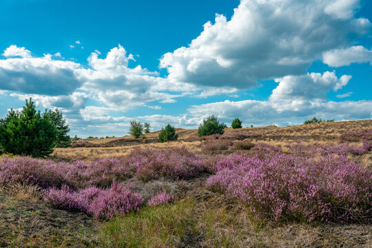 Scenic panorama of a german heather landscape in autumn with purple flowering erica plants at former military training area near Jueterbog