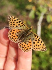 beautiful colorful butterfly