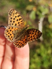 beautiful colorful butterfly