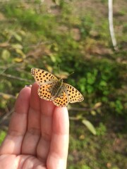 beautiful colorful butterfly