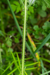 An example of a ciliate stem on a woodland plant.