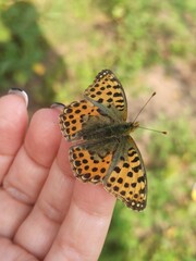 beautiful colorful butterfly