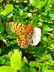 beautiful colorful butterfly