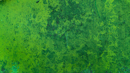 Fototapeta premium background from old wall green