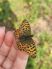 beautiful colorful butterfly