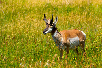 Portrait of an Antelope at Yellowstone National Park.
