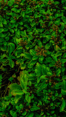 background of small leaves close up