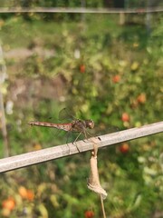 big dragonfly is sitting on the stick