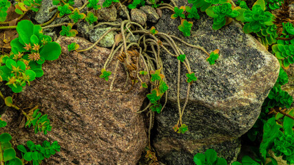 plant stems on two stones