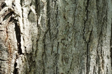 少し明るい北海道の木の皮