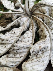 close up of a dried leaf