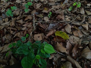 leaves that have turned brown