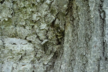 壁紙用の北海道の木の表面