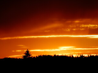 Sonnenuntergang und Baum an Horizont