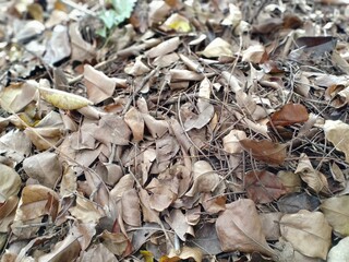 leaves that have turned brown