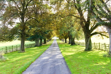 
Tree-lined country track with shadows being cast by the trees.