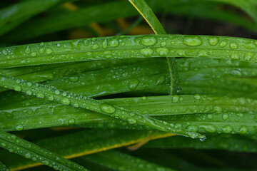 Obraz premium Herbs in the September rain in Quebec, Canada