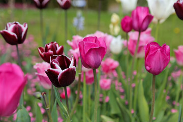 Fototapeta premium field of tulips