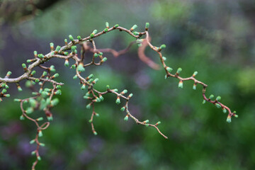 corkscrew hazel detail in spring