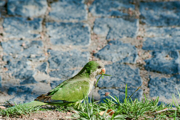 Monk Parakeet (Myiopsitta monachus) in park, Montevideo, Uruguay