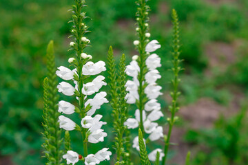 Fototapeta na wymiar White Physostegia flowers on a green background