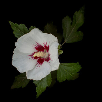 Beautiful shoe flower.isolate on black background ,close up shot of colorful tropical flora