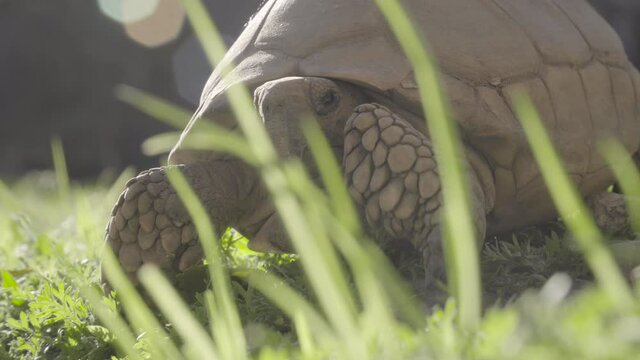 Close up to tortoise sunbathing, Geochelone chilensis