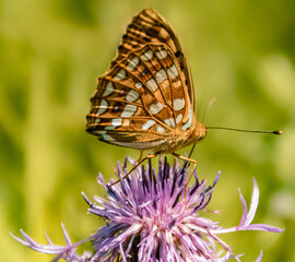 Fototapeta na wymiar Macro of a beautiful mother-of-pearl butterfly on a flower